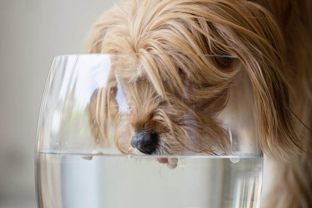 TENETRIO-Hund-Durst-zu-viel-oder-wenig3UAJAltFFxwUK
