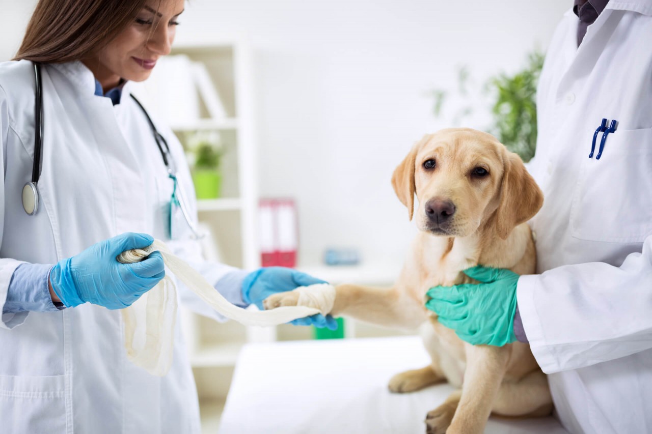 1-Blog-Hund-beim-Tierarzt_Tipps-fu-r-entspannten-Ablauf