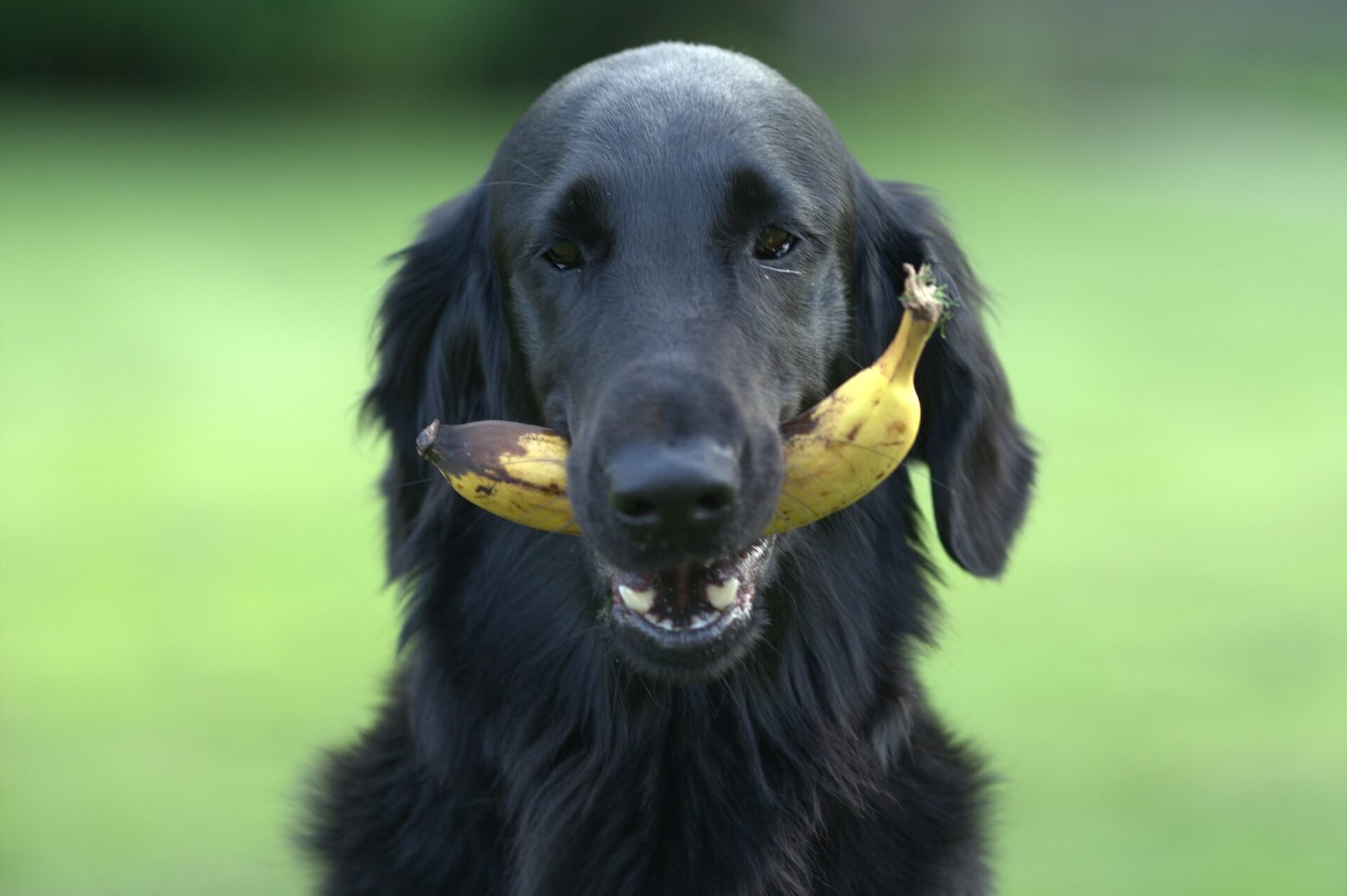 Poesi væv Normalisering Banane für den Hund: wie viel ist gesund? | TENETRIO