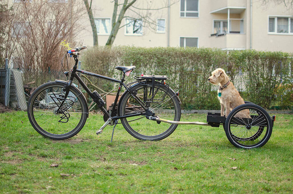 Rettsmedicin hæk Tradition Tipps zum Radfahren mit Hund | TENETRIO