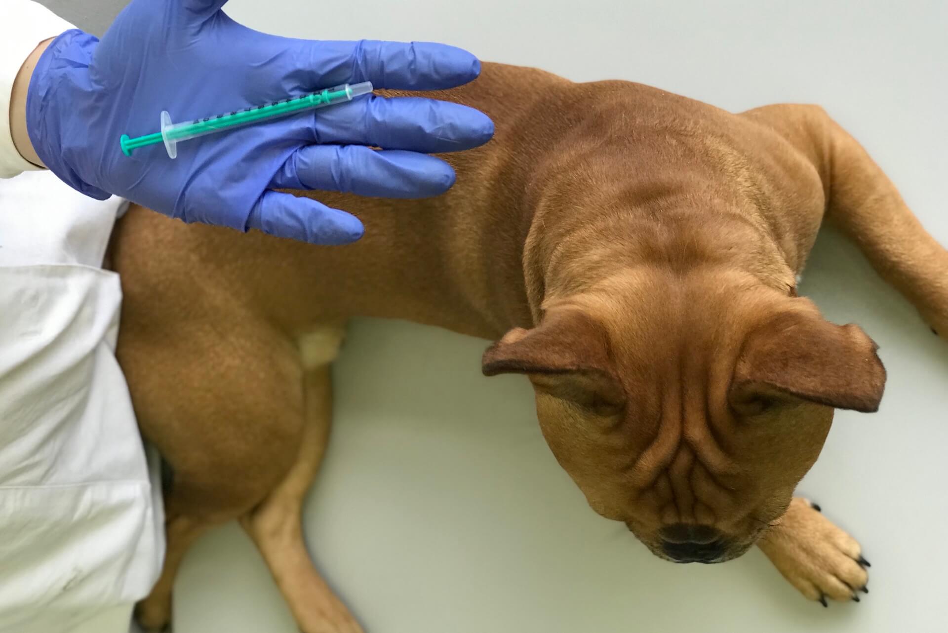 5 fach impfung hund