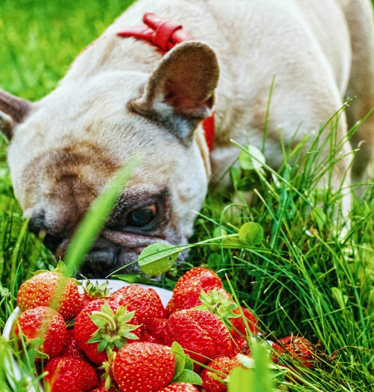 Warum Hunde Erdbeeren essen |