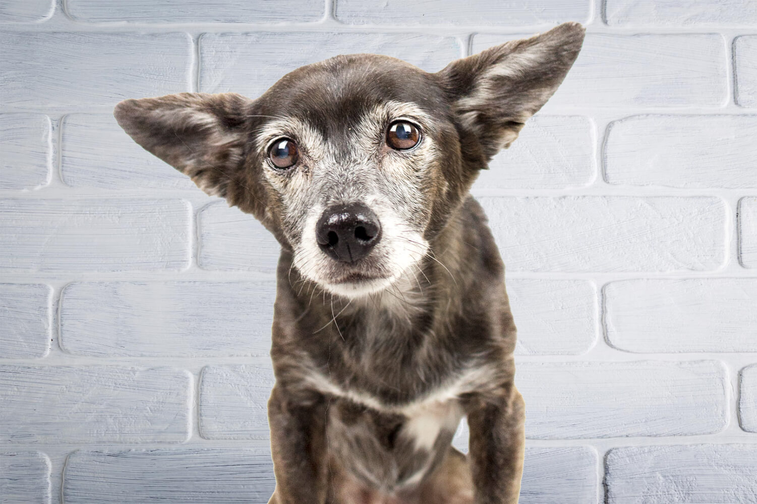 Wird dein Hund alt und grau? So du deinen Senior ins hohe Alter! | TENETRIO