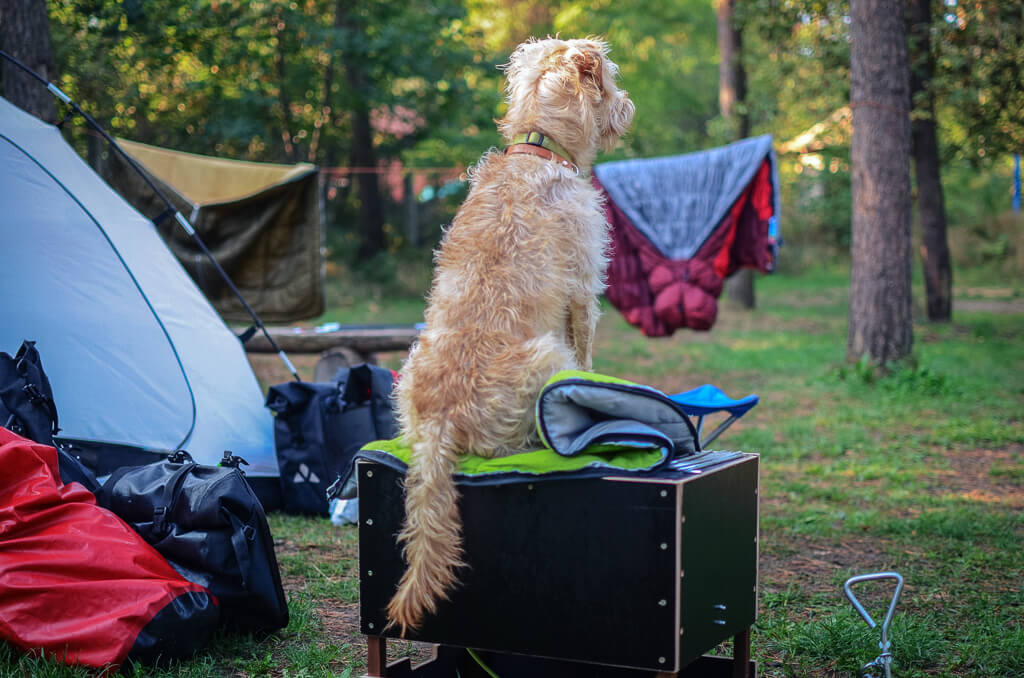 Drei Tipps für das Camping mit dem Hund