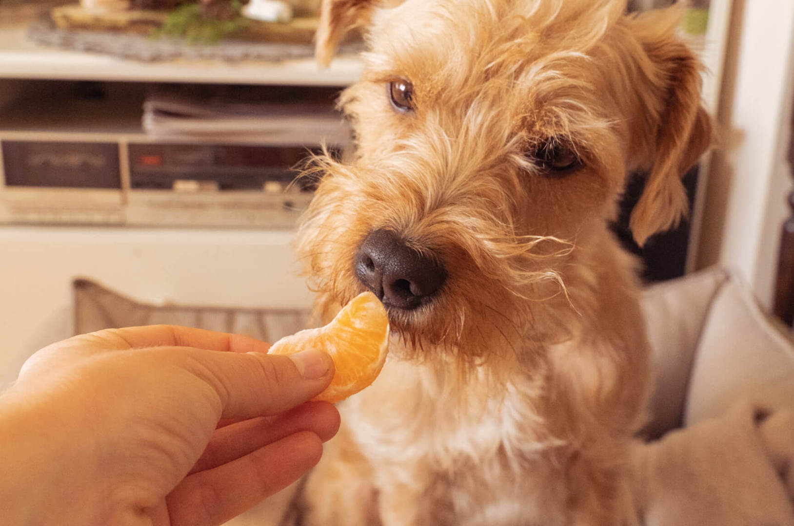 Hund isst Mandarinen