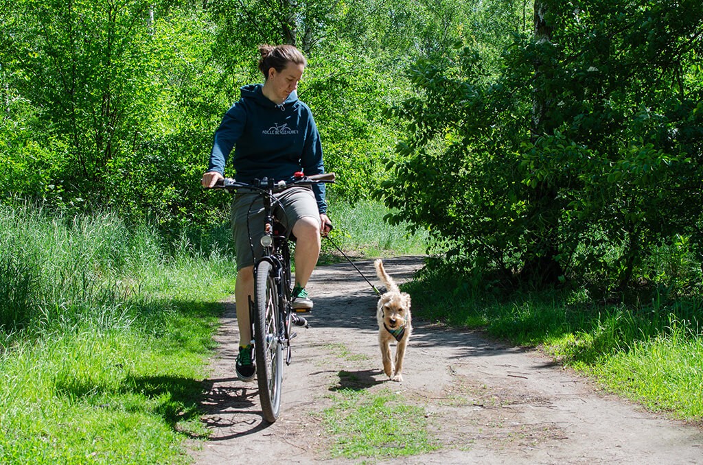 1-Blog-Radfahren-mit-Hund_Hund-la-uft-locker-an-Leine